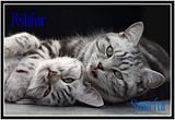 TwoGreyCats.jpg image by WolvesRox01
